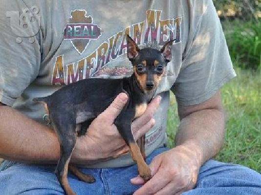 PoulaTo: mini Pinscher,